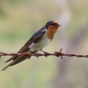 Hirundo neoxena at Booth, ACT - 18 Dec 2023 01:47 PM