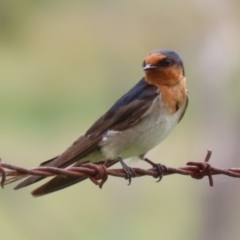 Hirundo neoxena at Booth, ACT - 18 Dec 2023 01:47 PM