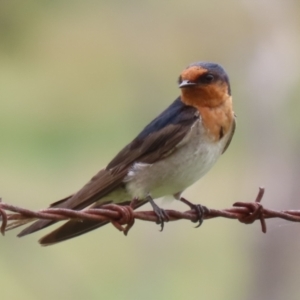 Hirundo neoxena at Booth, ACT - 18 Dec 2023 01:47 PM