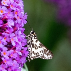 Hesperilla ornata (Spotted Sedge-skipper) at Penrose - 18 Dec 2023 by Aussiegall