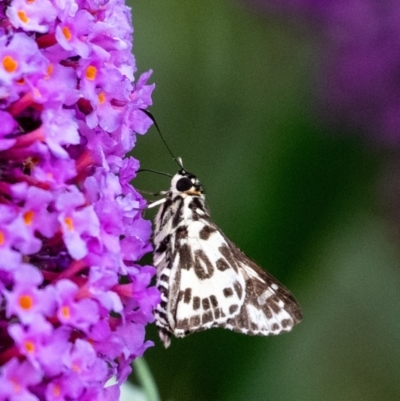 Hesperilla ornata (Spotted Sedge-skipper) at Penrose - 18 Dec 2023 by Aussiegall