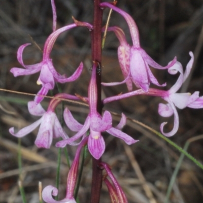 Dipodium roseum (Rosy Hyacinth Orchid) at Towrang, NSW - 16 Dec 2023 by Harrisi
