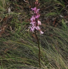 Dipodium roseum at Towrang, NSW - 16 Dec 2023