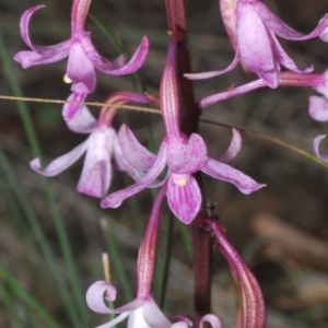 Dipodium roseum at Towrang, NSW - 16 Dec 2023