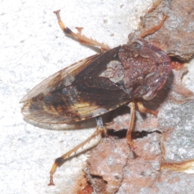 Stenocotis depressa (Leafhopper) at Towrang, NSW - 16 Dec 2023 by Harrisi