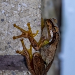 Litoria peronii at Penrose, NSW - 18 Dec 2023 by Aussiegall