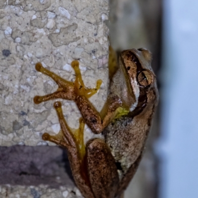 Litoria peronii at Penrose, NSW - 18 Dec 2023 by Aussiegall