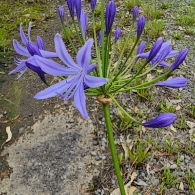 Agapanthus praecox subsp. orientalis (Agapanthus) at Eden, NSW - 18 Dec 2023 by Steve818