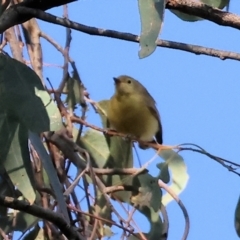 Gerygone olivacea (White-throated Gerygone) at Bandiana, VIC - 17 Dec 2023 by KylieWaldon