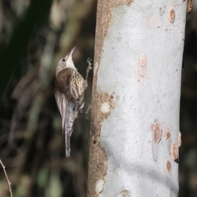 Cormobates leucophaea (White-throated Treecreeper) at Wodonga - 17 Dec 2023 by KylieWaldon