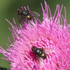 Unverified Blow fly (Calliphoridae) at Wodonga - 18 Dec 2023 by KylieWaldon