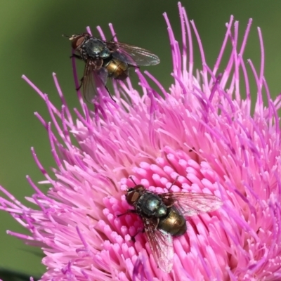 Unverified Blow fly (Calliphoridae) at Wodonga - 18 Dec 2023 by KylieWaldon