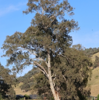 Eucalyptus sp. (A Gum Tree) at Wodonga - 17 Dec 2023 by KylieWaldon