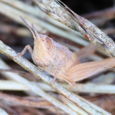 Acrididae sp. (family) (Unidentified Grasshopper) at Wodonga - 18 Dec 2023 by KylieWaldon