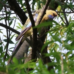 Platycercus elegans flaveolus (Yellow Rosella) at Killara, VIC - 17 Dec 2023 by KylieWaldon