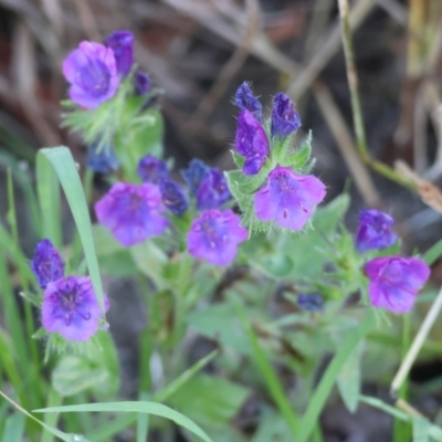 Echium plantagineum (Paterson's Curse) at Wodonga - 18 Dec 2023 by KylieWaldon