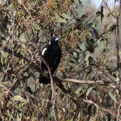 Gymnorhina tibicen (Australian Magpie) at Bandiana, VIC - 17 Dec 2023 by KylieWaldon