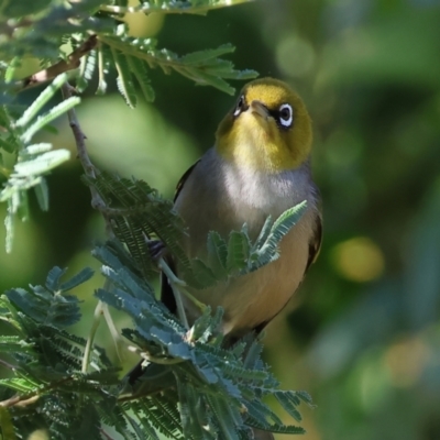 Zosterops lateralis (Silvereye) at Wodonga - 17 Dec 2023 by KylieWaldon