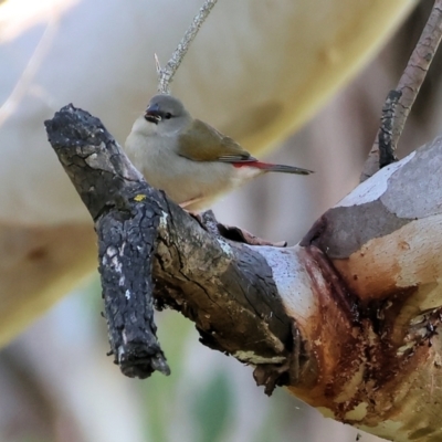 Neochmia temporalis (Red-browed Finch) at Bandiana, VIC - 17 Dec 2023 by KylieWaldon