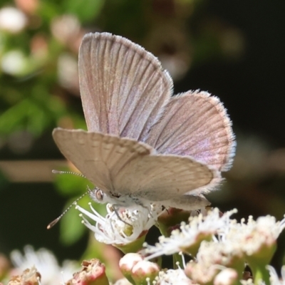 Zizina otis (Common Grass-Blue) at Wodonga - 17 Dec 2023 by KylieWaldon