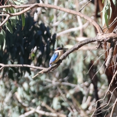 Todiramphus sanctus (Sacred Kingfisher) at Bandiana, VIC - 18 Dec 2023 by KylieWaldon