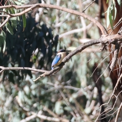 Todiramphus sanctus (Sacred Kingfisher) at Bandiana, VIC - 17 Dec 2023 by KylieWaldon