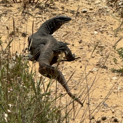 Varanus rosenbergi (Heath or Rosenberg's Monitor) at QPRC LGA - 18 Dec 2023 by Safarigirl