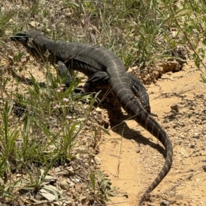 Varanus rosenbergi at QPRC LGA - suppressed