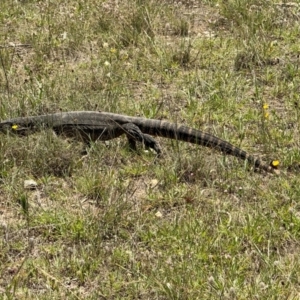 Varanus rosenbergi at QPRC LGA - suppressed