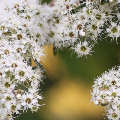 Kunzea ericoides (Burgan) at Wodonga - 18 Dec 2023 by KylieWaldon