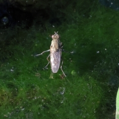 Unverified True fly (Diptera) at Wodonga - 18 Dec 2023 by KylieWaldon