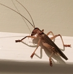 Gryllacrididae (family) (Wood, Raspy or Leaf Rolling Cricket) at Lower Borough, NSW - 18 Dec 2023 by mcleana