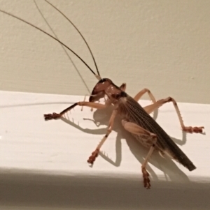 Gryllacrididae (family) at Lower Borough, NSW - 18 Dec 2023