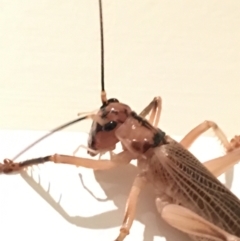 Gryllacrididae (family) at Lower Borough, NSW - 18 Dec 2023