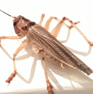 Gryllacrididae (family) at Lower Borough, NSW - 18 Dec 2023