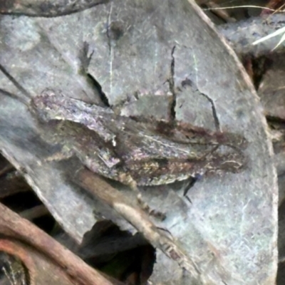Phaulacridium vittatum (Wingless Grasshopper) at Belconnen, ACT - 18 Dec 2023 by lbradley