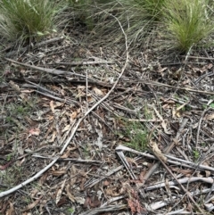 Themeda triandra (Kangaroo Grass) at Tidbinbilla Nature Reserve - 11 Dec 2023 by lbradley