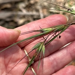 Themeda triandra at Tidbinbilla Nature Reserve - 12 Dec 2023