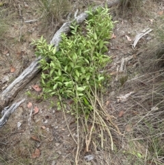 Ligustrum lucidum at Cook, ACT - 19 Dec 2023 10:04 AM