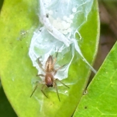 Cheiracanthium gracile (Slender sac spider) at Aranda Bushland - 18 Dec 2023 by lbradley