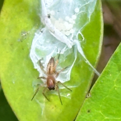 Cheiracanthium gracile (Slender sac spider) at Cook, ACT - 18 Dec 2023 by lbradley