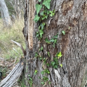 Hedera sp. (helix or hibernica) at Aranda Bushland - 19 Dec 2023