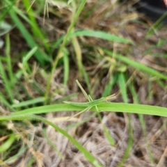 Acrida conica (Giant green slantface) at Harrison, ACT - 18 Dec 2023 by theaoloughlin