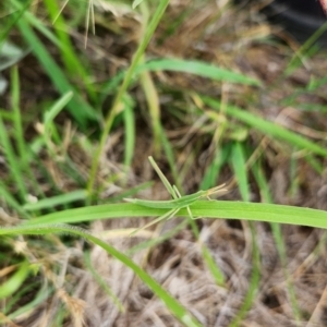 Acrida conica at Franklin Grassland (FRA_5) - 19 Dec 2023