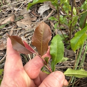 Photinia serratifolia at Cook, ACT - 19 Dec 2023 10:59 AM