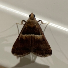 Endotricha puncticostalis (A Pyralid moth (Endotrichinae) at Surf Beach, NSW - 18 Dec 2023 by Hejor1