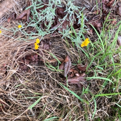 Chrysocephalum apiculatum (Common Everlasting) at Lyons, ACT - 18 Dec 2023 by ran452