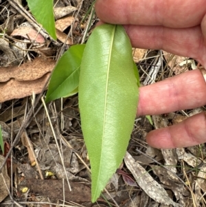 Prunus sp. at Cook, ACT - 19 Dec 2023