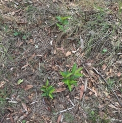 Prunus sp. at Cook, ACT - 19 Dec 2023 11:11 AM