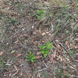 Prunus sp. at Cook, ACT - 19 Dec 2023 11:11 AM